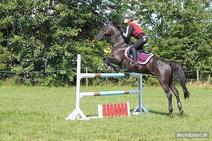 Welsh Pony af Cob-type (sec C) Tabaluga 167 - Minskat! billede 17