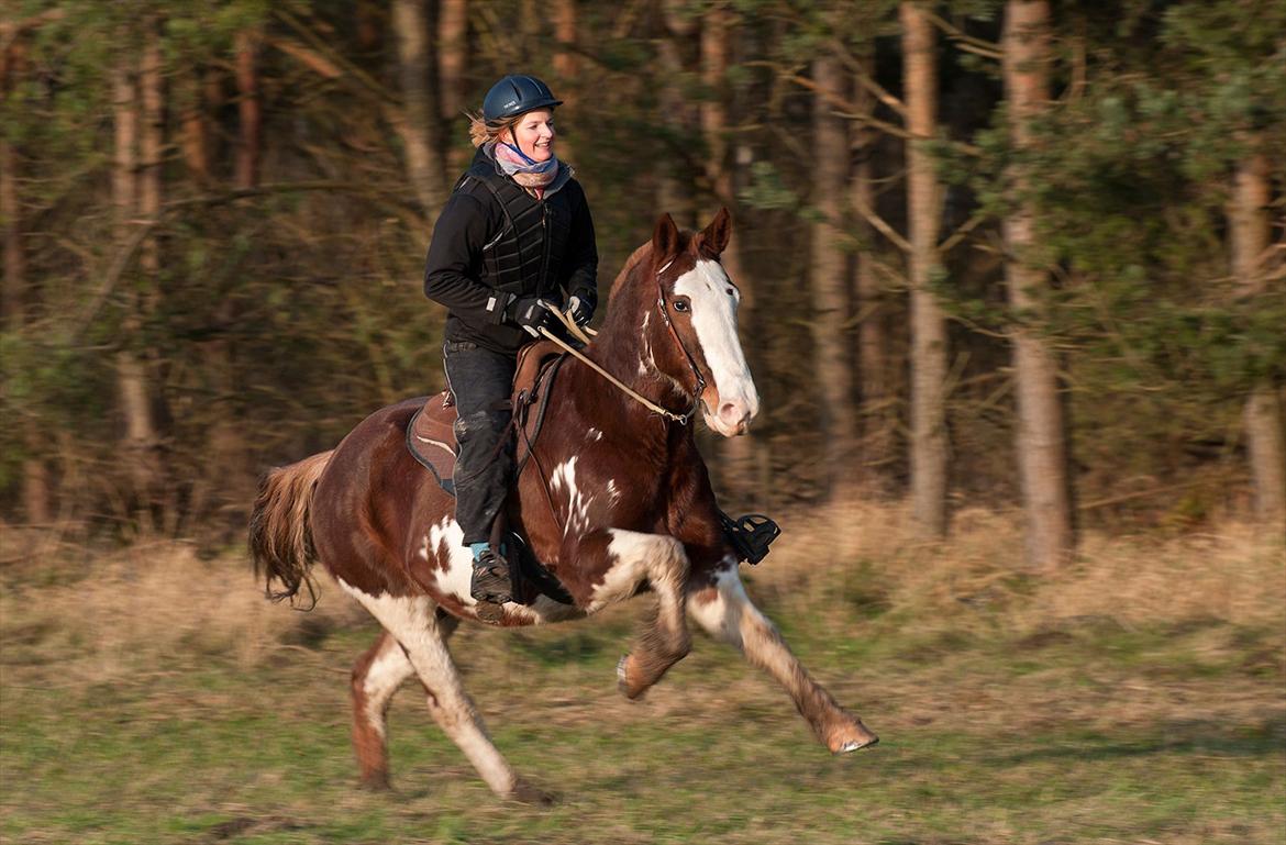 Criollo Mancha - Vestskoven 10. dec. 2011 - Et øjebliks lykke billede 4