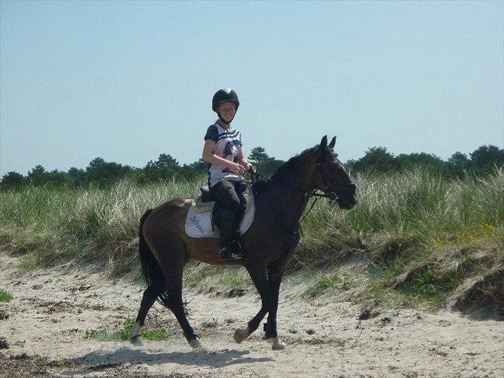 Hollandsk Sportspony Silvano - En tur på stranden billede 11