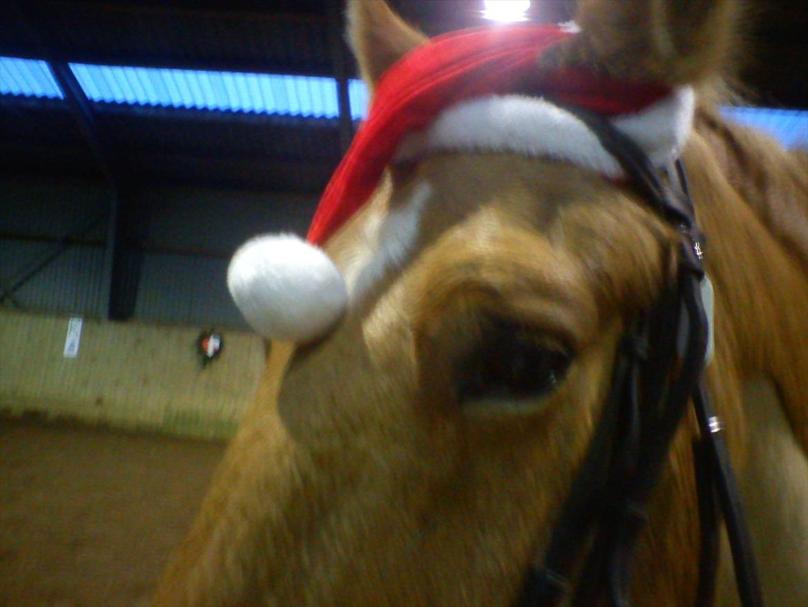 Anden særlig race Lukas - se lige det er supper sødt han har den åp helle dec. billede 4