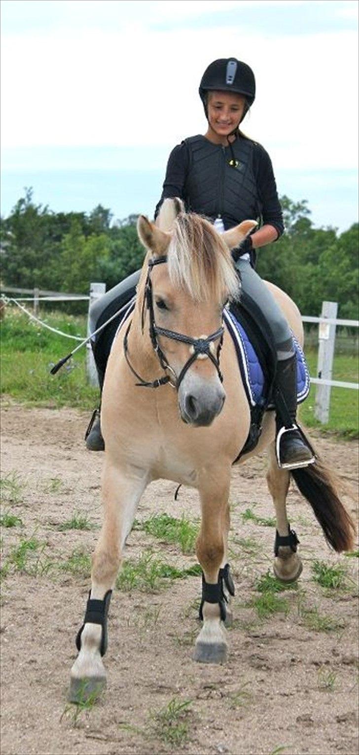 Fjordhest Ronald - Elsker dig fjordbolle<3 billede 11