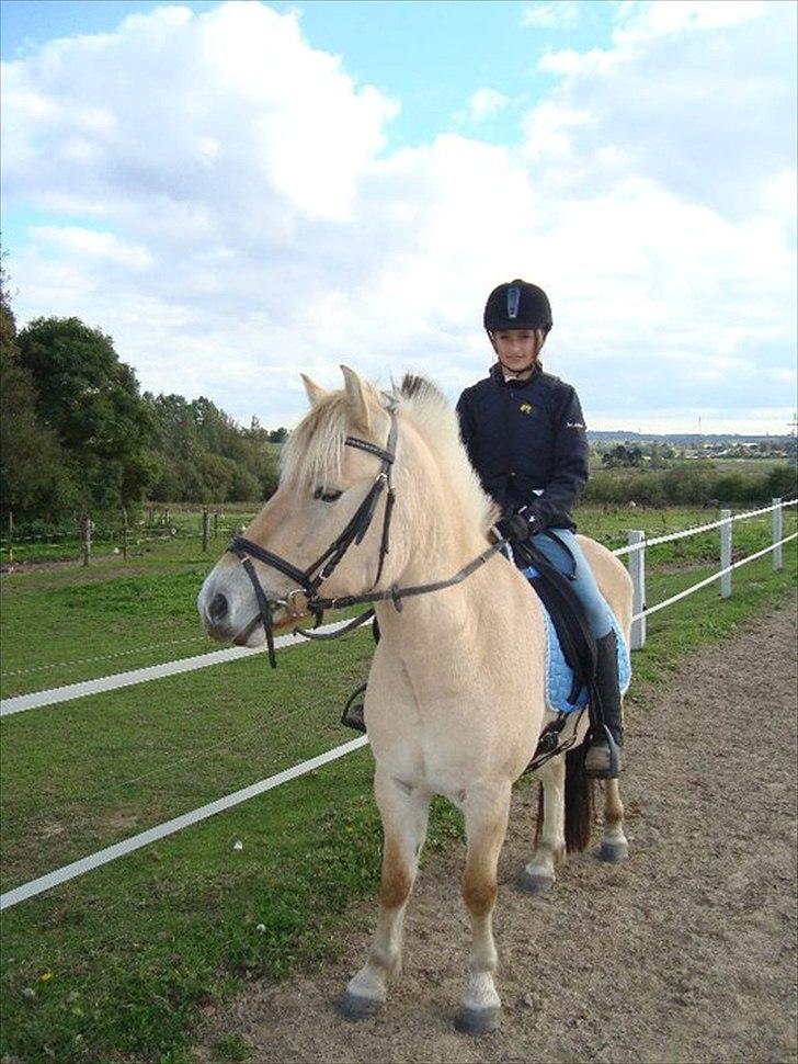 Fjordhest Ronald - En af de første gange jeg rider på Ronald:D billede 15