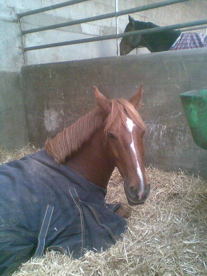 New Forest Clyde billede 13