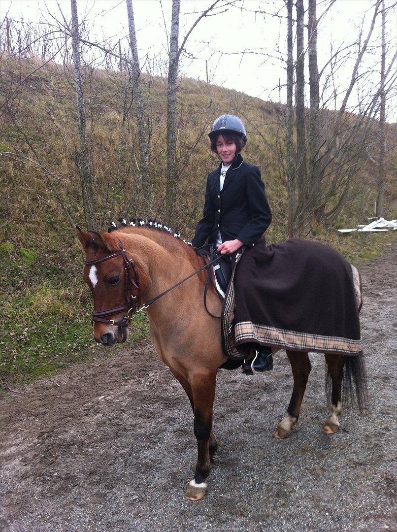 New Forest Migchlsheve´s  Twilight-Elegnce billede 9