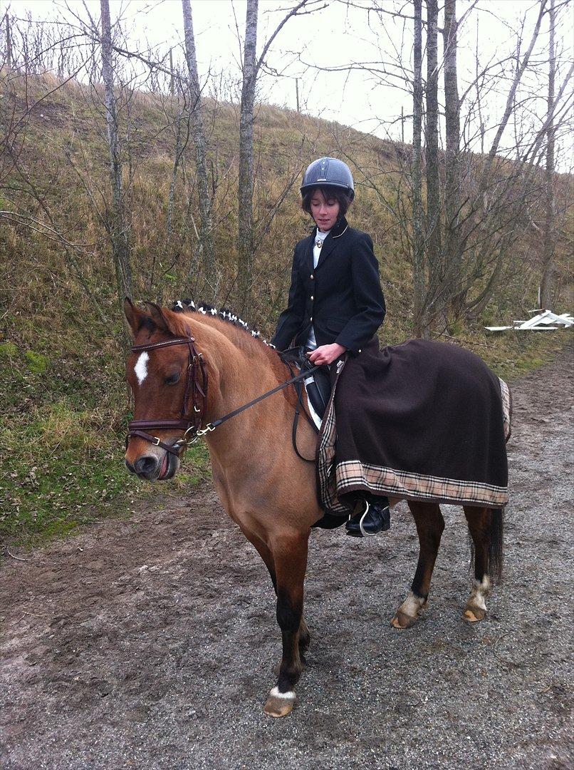 New Forest Migchlsheve´s  Twilight-Elegnce - jeg er så smuk billede 12