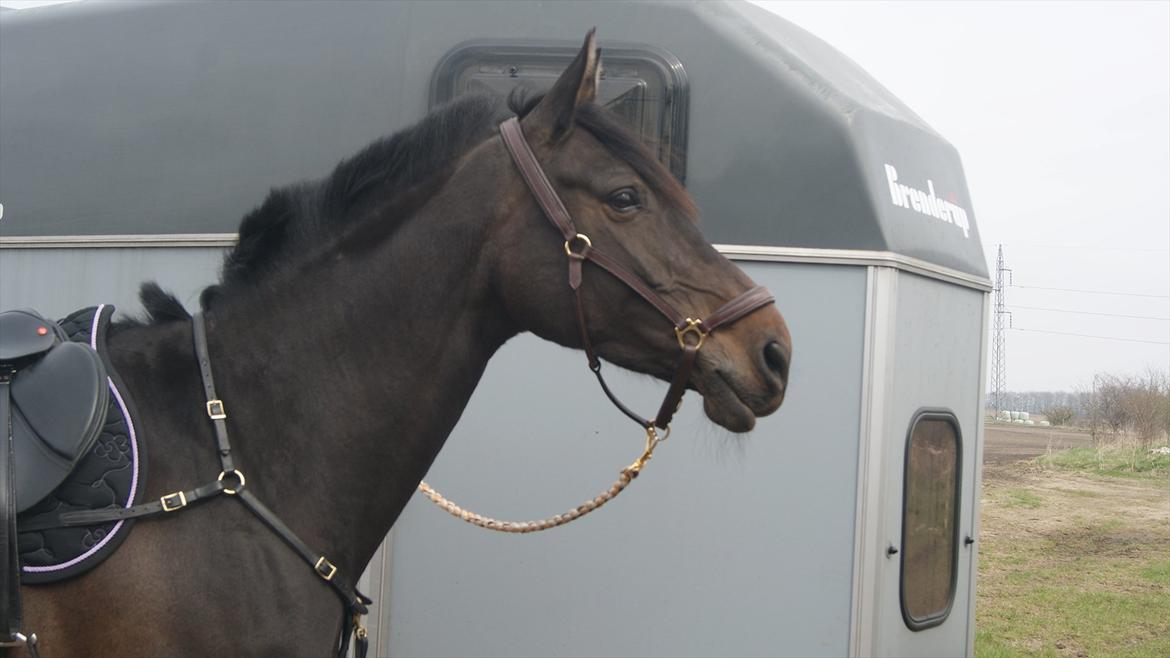 Dansk Varmblod °Cheila Skovly° billede 17