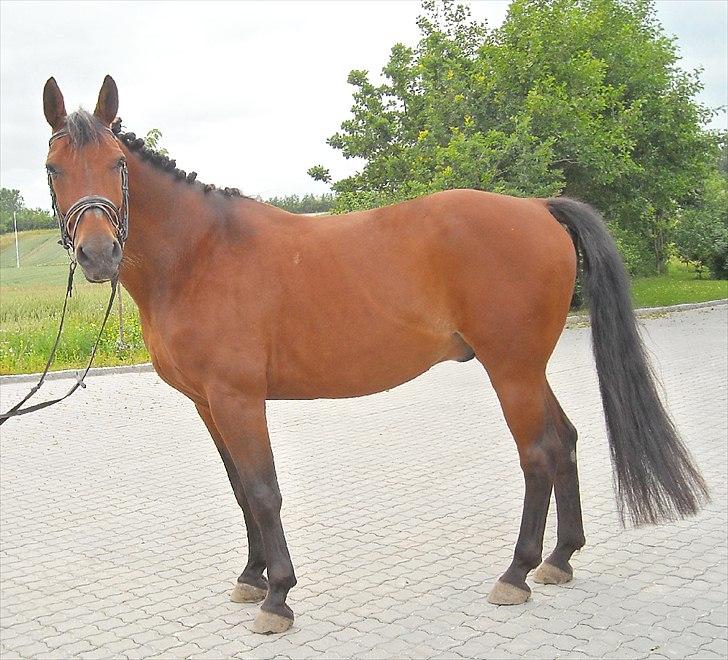 Dansk Varmblod Jackpot - Min store fotomodel:-) billede 2