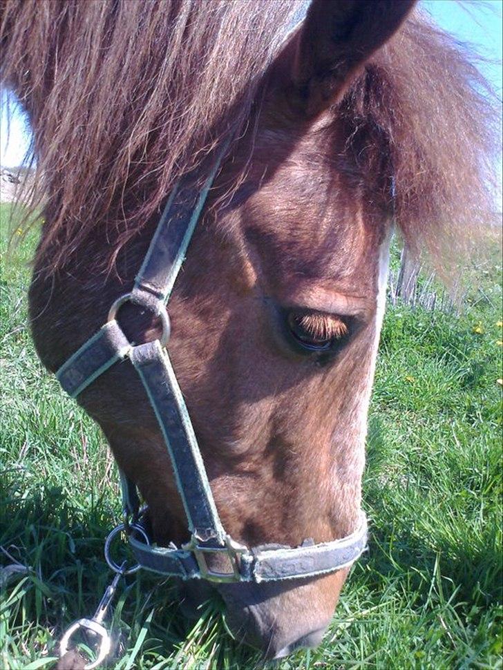 Anden særlig race Tim. <3(red :-'( ) - Tim ude på folden <3 ¨

(Foto Camilla <3) billede 11