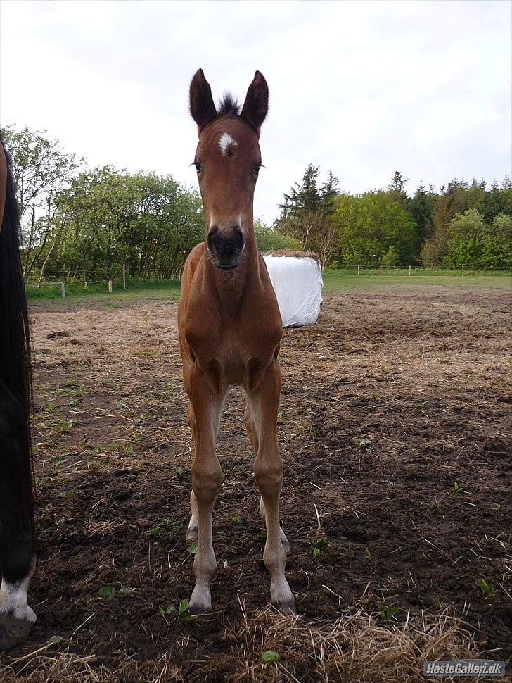 Pinto Zafir - Baby-Zafir billede 5