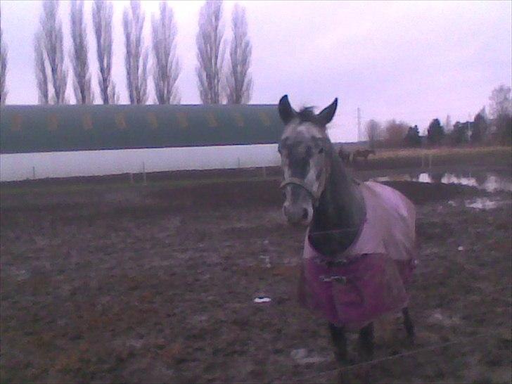 DSP Leonardo Søblink billede 7