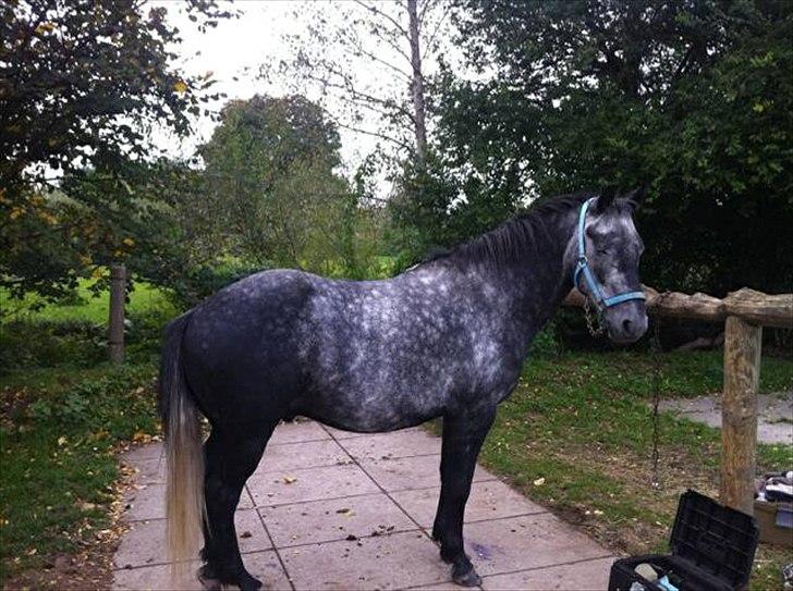 DSP Leonardo Søblink billede 8