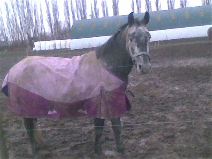 DSP Leonardo Søblink billede 9