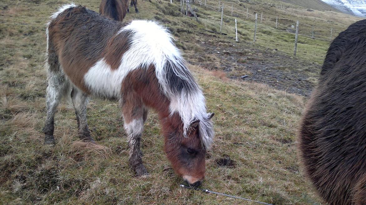 Færøsk hest Njørður [Haft i pleje] - Njørður undersøger min ridepisk hehe billede 2