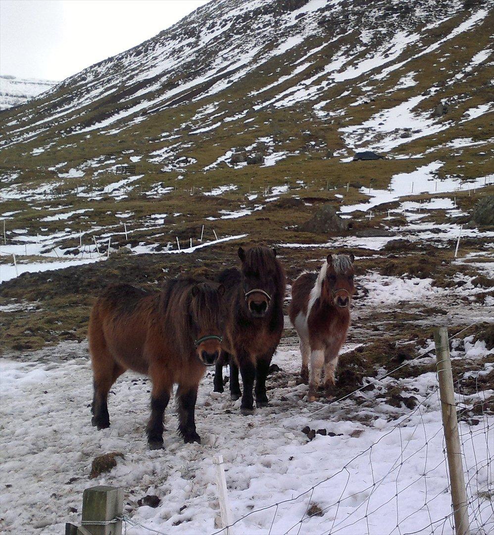 Færøsk hest Njørður [Haft i pleje] - (Halv)farbror Grani,  (halv)morbror Líggjas og Njørður :) billede 4