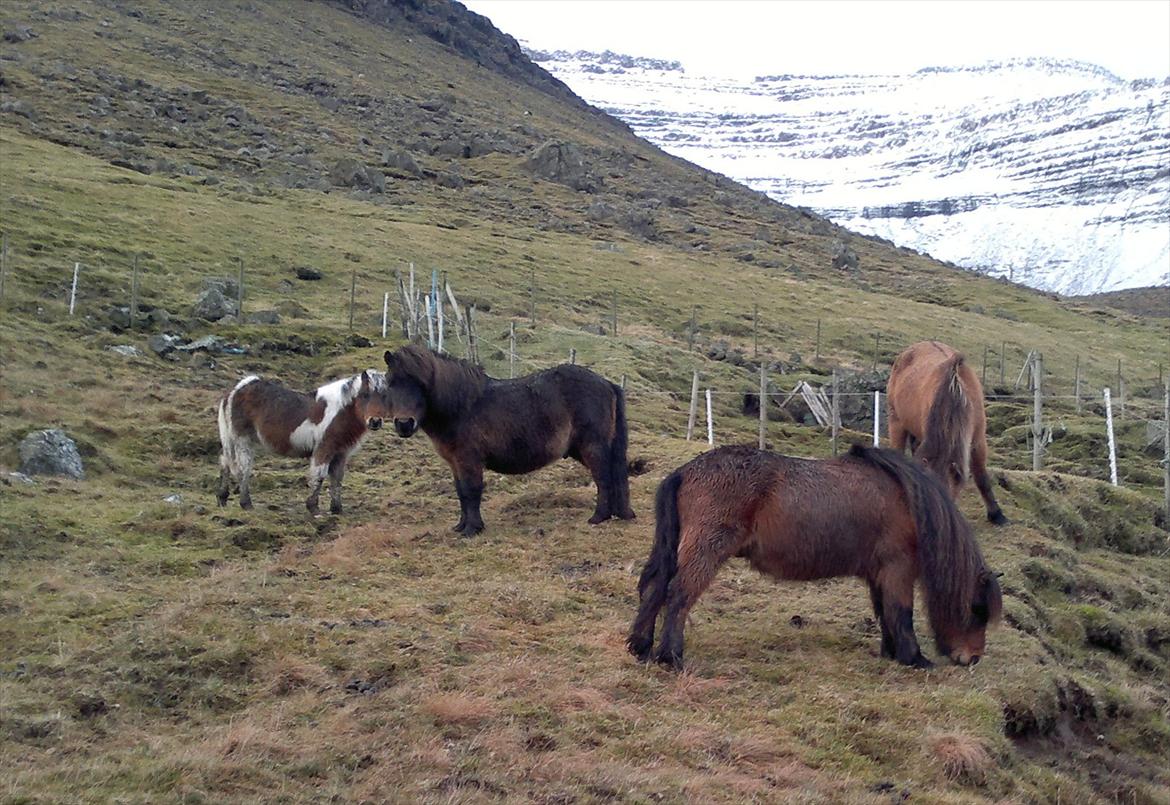 Færøsk hest Njørður [Haft i pleje] billede 6