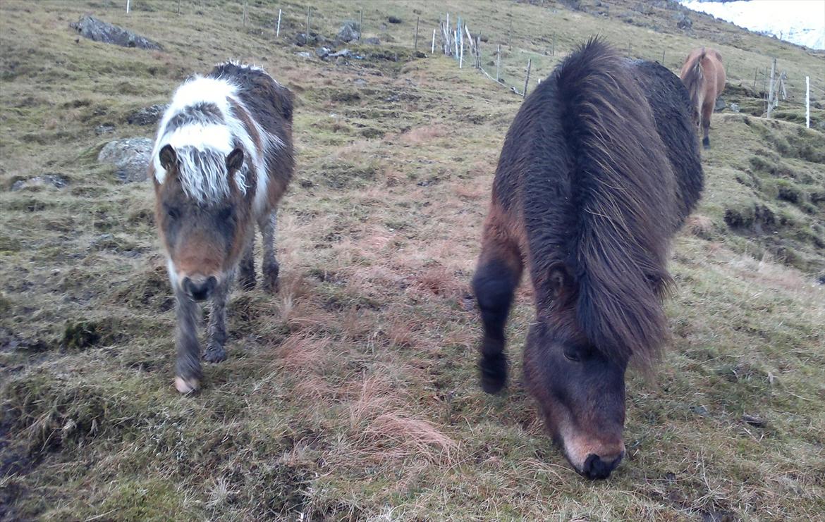 Færøsk hest Njørður [Haft i pleje] - Njørður og onkel Líggjas :) hehe billede 8