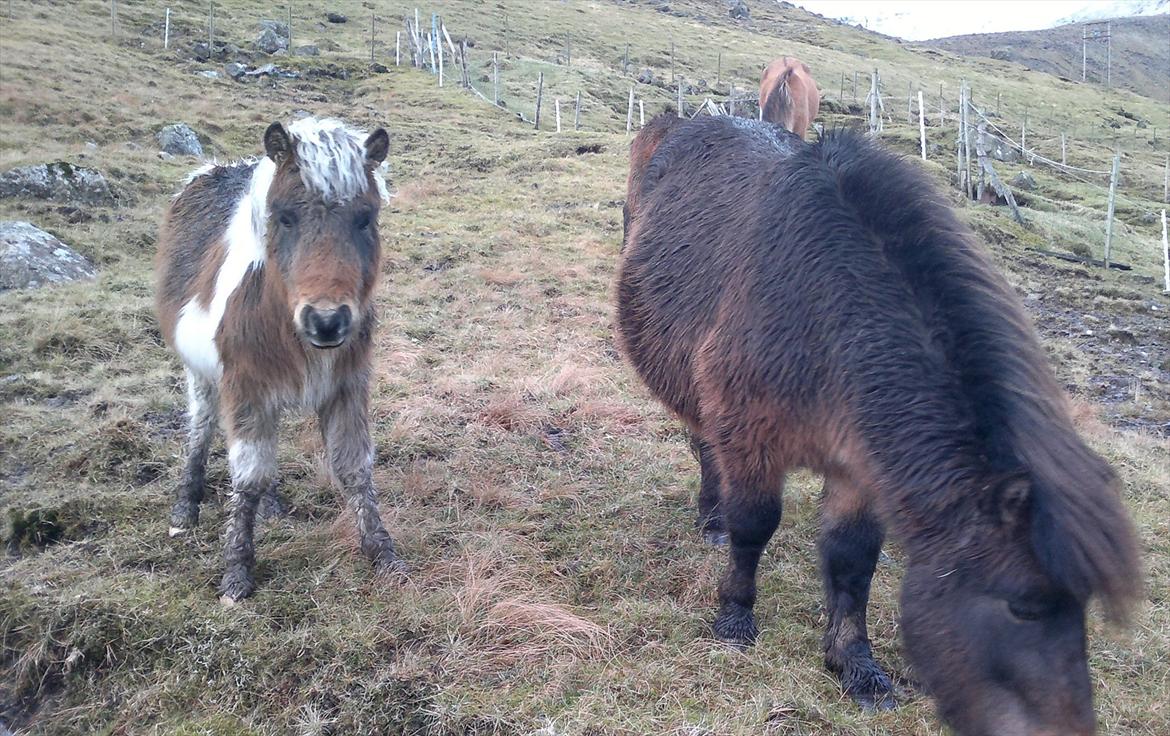 Færøsk hest Njørður [Haft i pleje] billede 17