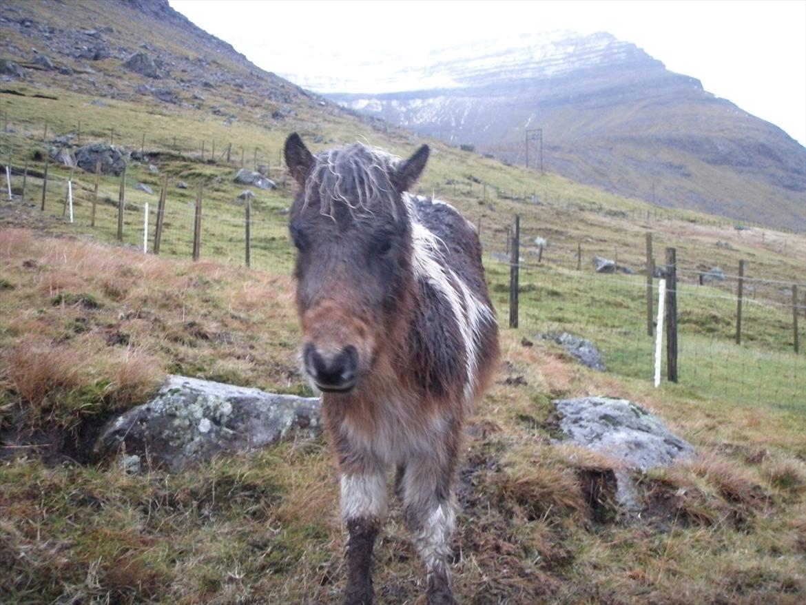 Færøsk hest Njørður [Haft i pleje] billede 10