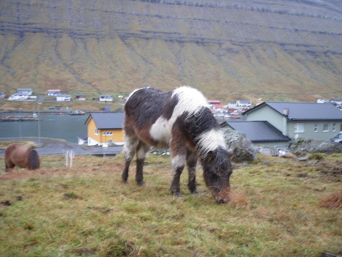 Færøsk hest Njørður [Haft i pleje] billede 12