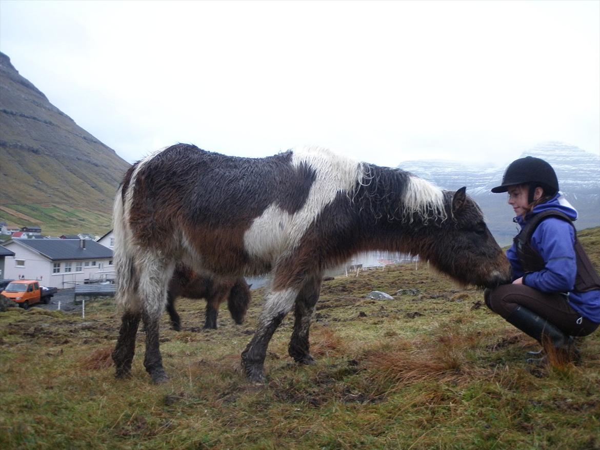 Færøsk hest Njørður [Haft i pleje] billede 14