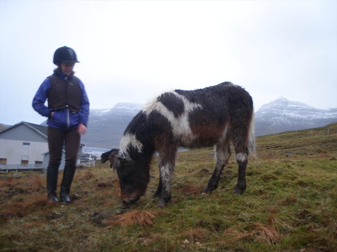 Færøsk hest Njørður [Haft i pleje] billede 15