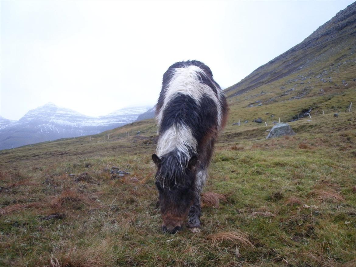 Færøsk hest Njørður [Haft i pleje] billede 18