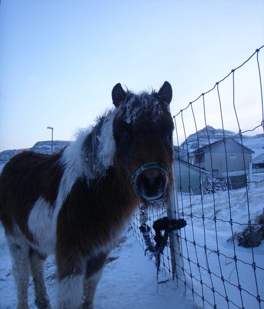Færøsk hest Njørður [Haft i pleje] billede 19