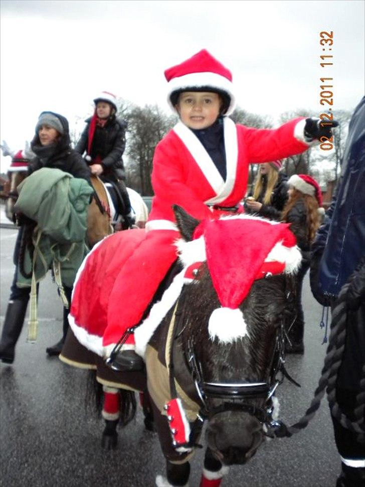 Shetlænder Degneløkken's Andrea - Juleoptog - dec. 2011 billede 14