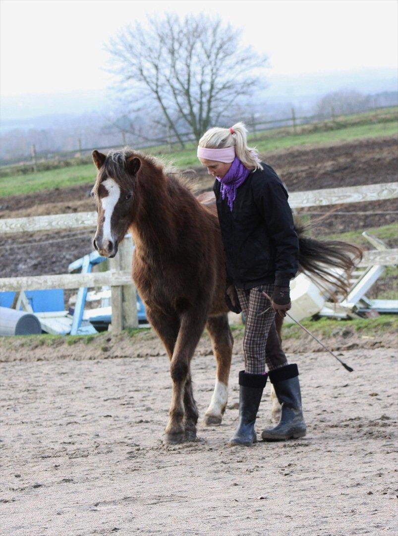 Welsh Pony (sec B) Stendyssens Sunshine - Tricket at krydse forben (': <3 Jeg elsker dig Shine. Du er det bedste jeg har! <3 Foto. Nana. billede 18