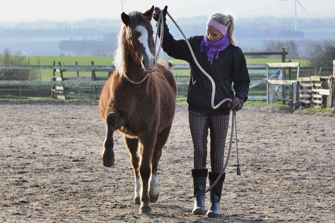 Welsh Pony (sec B) Stendyssens Sunshine - Jeg havde aldrig troet at jeg skulle sige dette til andre end Princess, men Shine du er min bedste ven! Jeg elsker dig overalt på jorden <3 <3 <3 Foto. Nana. billede 6