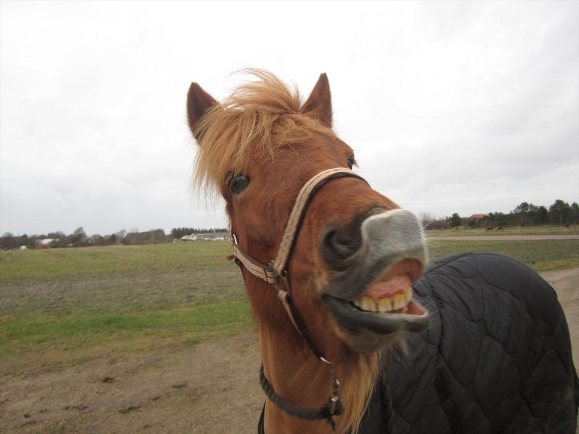 Islænder dúfa fra Lilkjær - smil ! :D billede 1