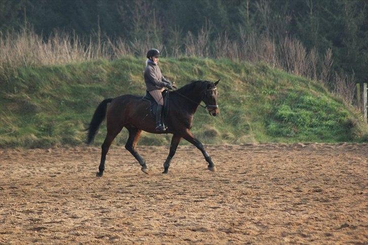 Dansk Varmblod Rubellit billede 1