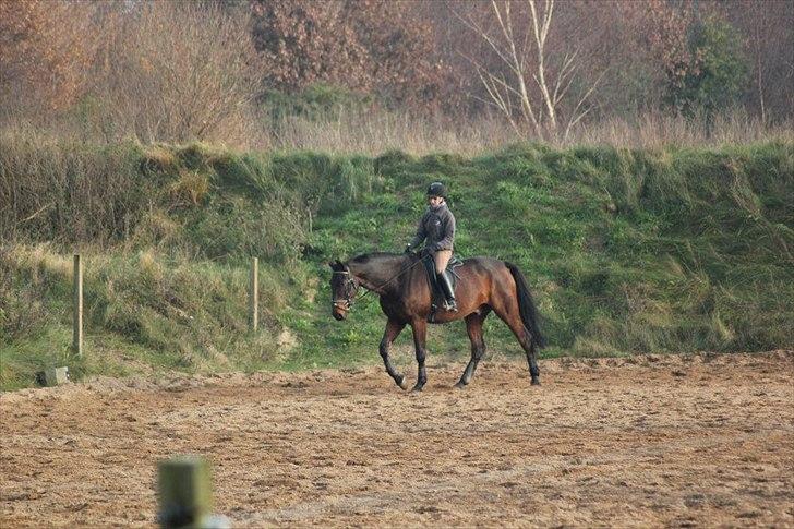 Dansk Varmblod Rubellit billede 20