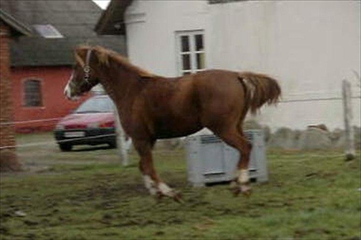 DSP Stormarkgaards Monique [Himmelhest] - December 2011 - ved at være i passende form igen :) billede 3