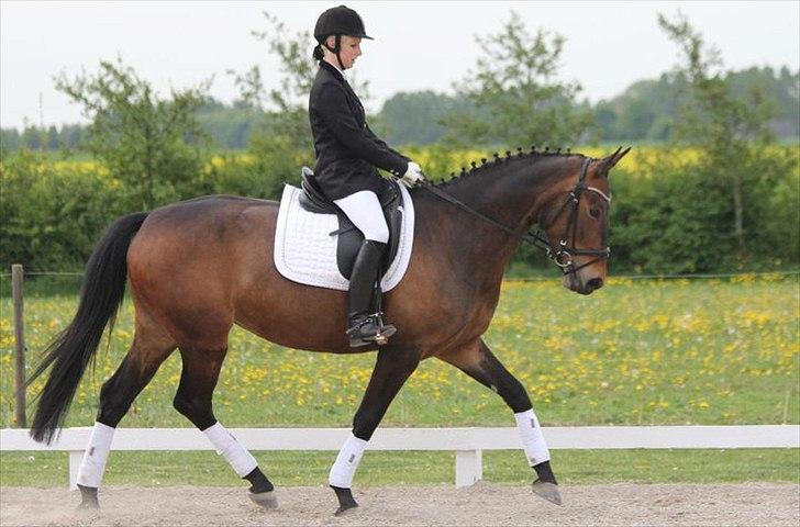 Oldenborg Drisdal's Faith - d. 14/5-2011 . Foto: Malene Madsen billede 10