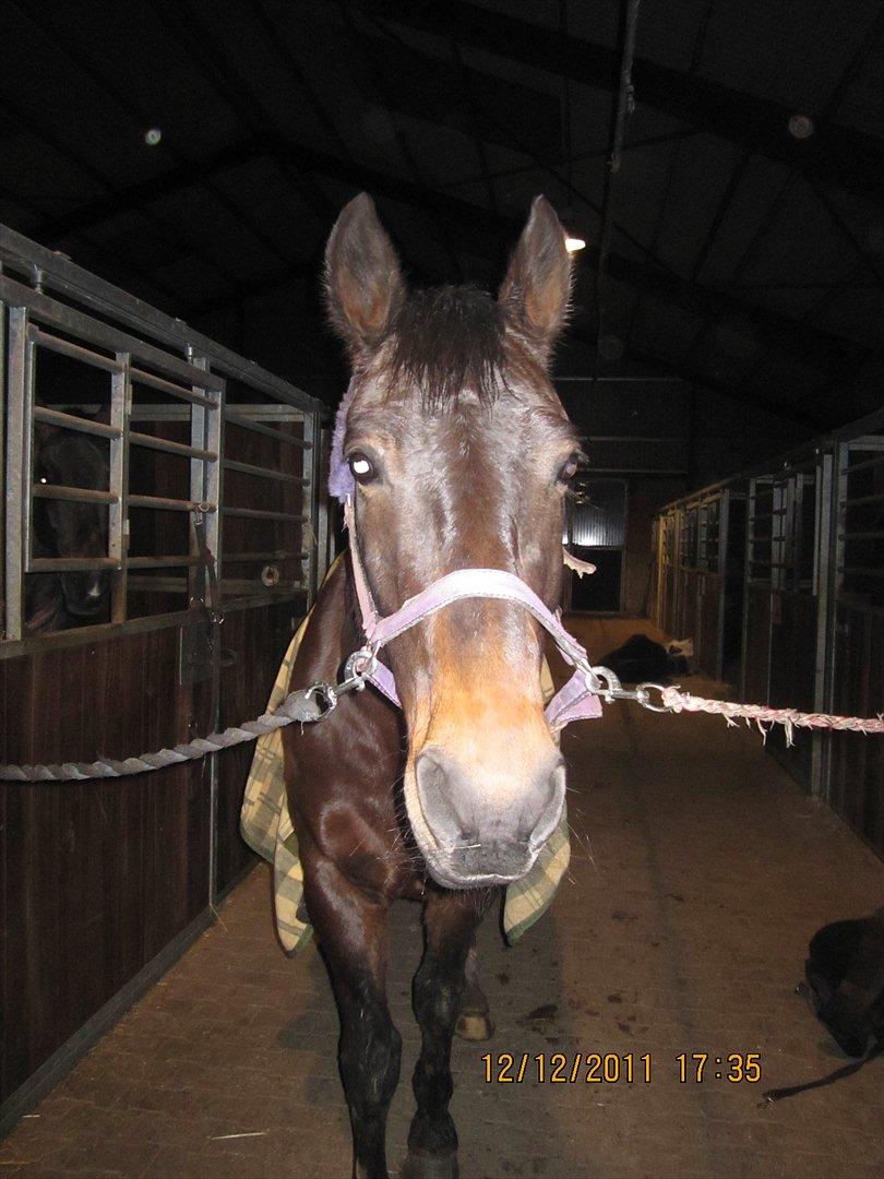 Anden særlig race Charles (Himmelhest) - Du sød! :-) billede 9