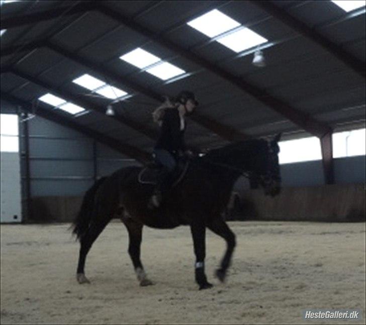 Anden særlig race Charles (Himmelhest) - Galop volte :-D billede 10