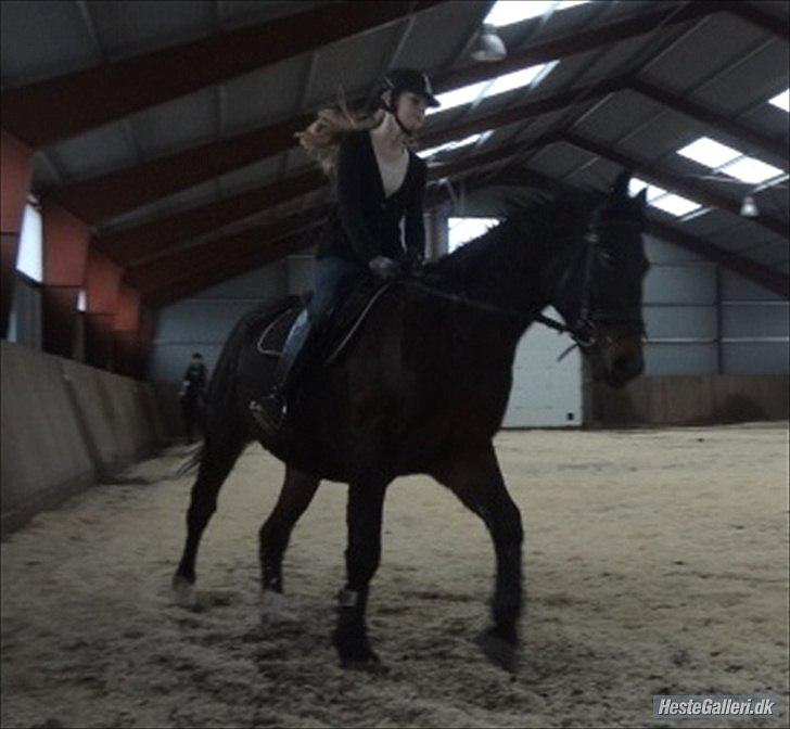 Anden særlig race Charles (Himmelhest) - Galop volte :-) billede 11