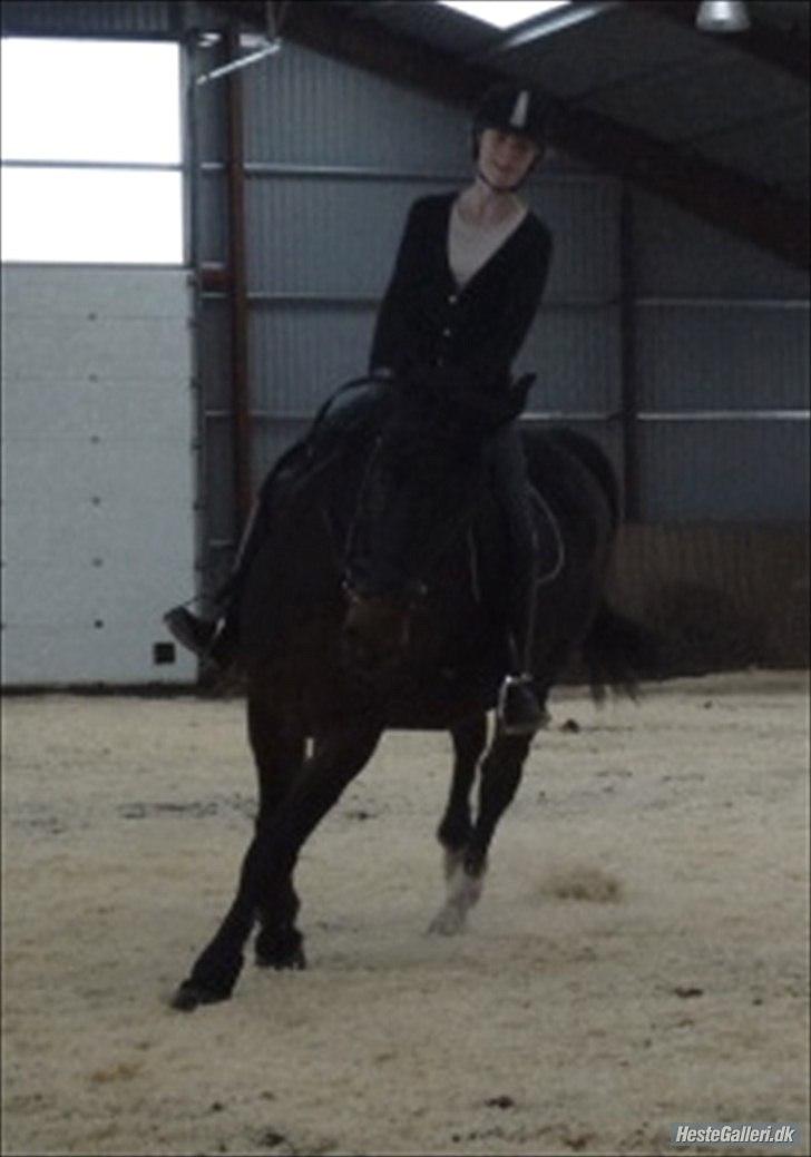 Anden særlig race Charles (Himmelhest) - Du er så dejlig :-) billede 12