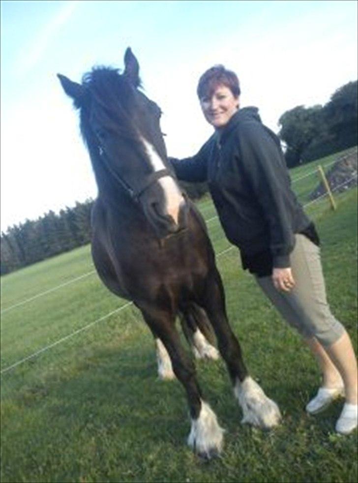 Tinker cheval billede 13