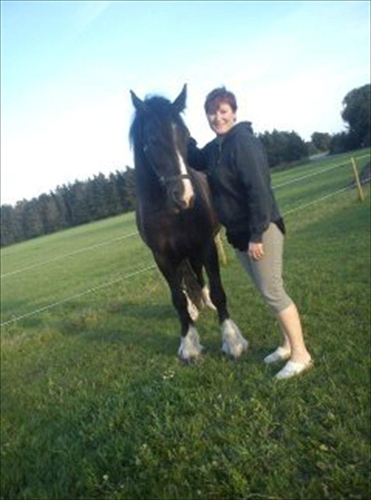 Tinker cheval billede 14