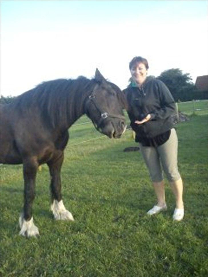 Tinker cheval billede 15