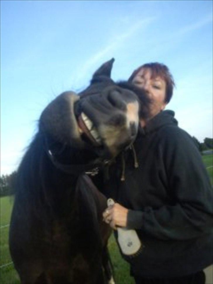 Tinker cheval billede 16