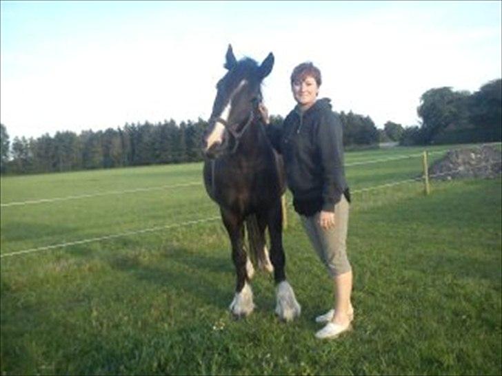 Tinker cheval billede 17