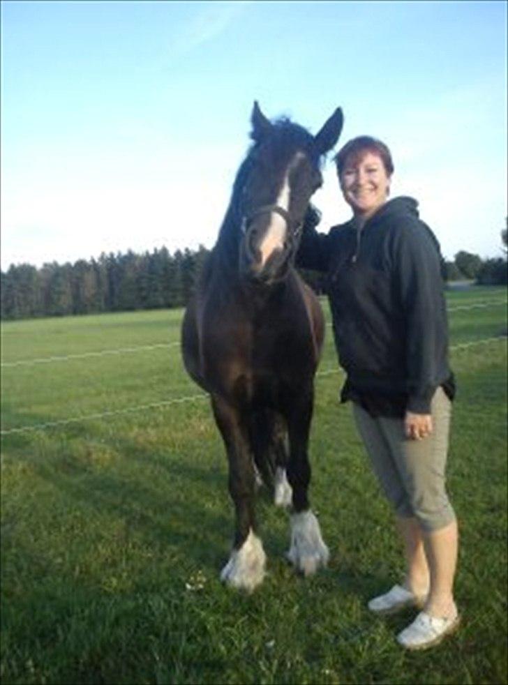 Tinker cheval billede 19