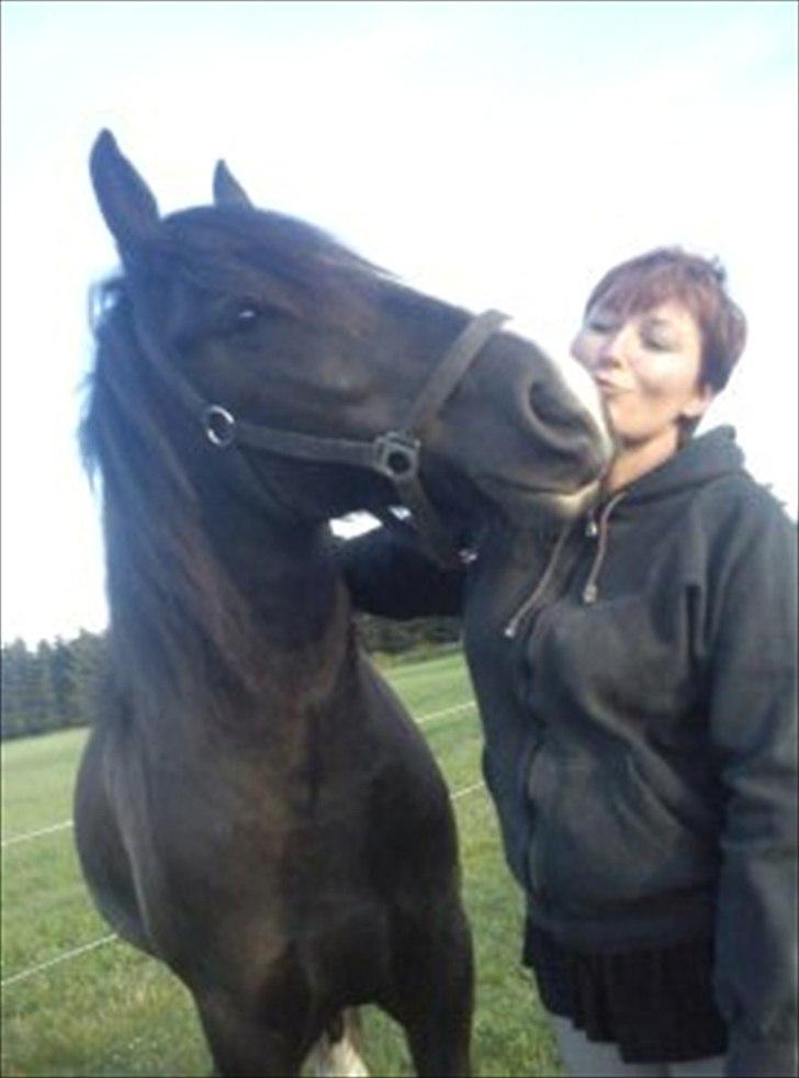 Tinker cheval billede 20