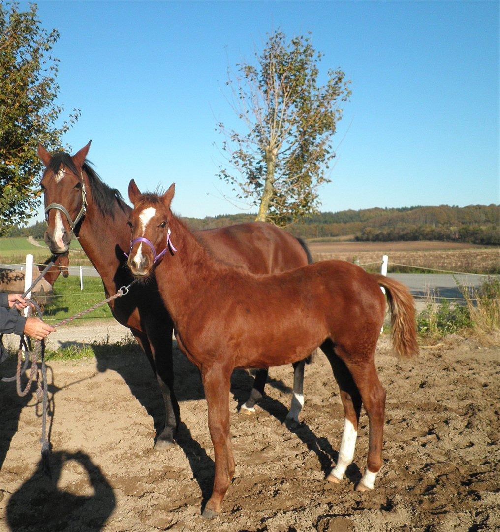 Dansk Varmblod Don-Vicardia billede 18