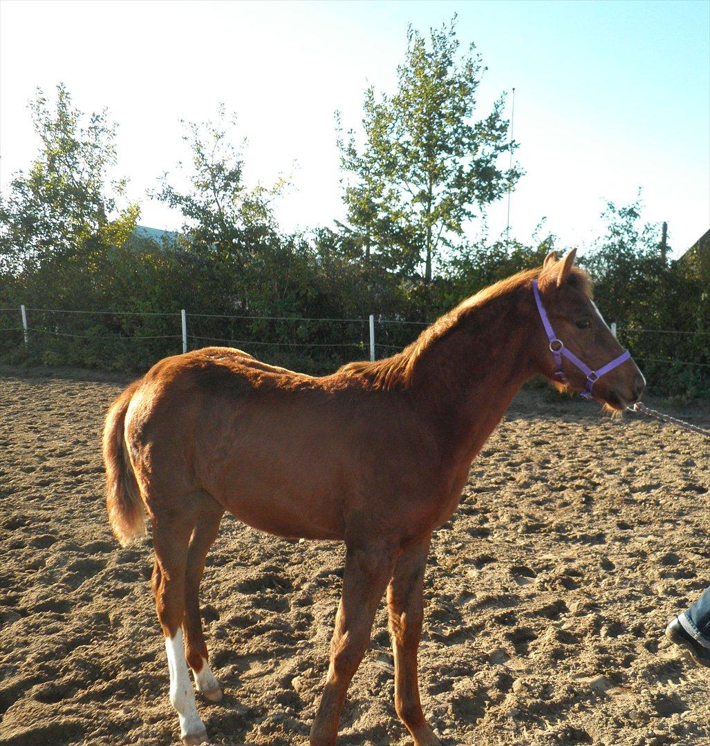 Dansk Varmblod Don-Vicardia billede 19