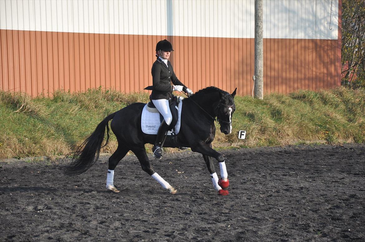 DSP Pomeroll SPH 189 billede 2