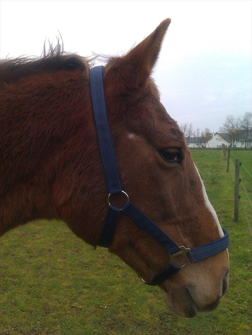 Anden særlig race Amare billede 2